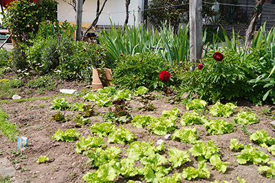 Die frischen Salate vom Garten