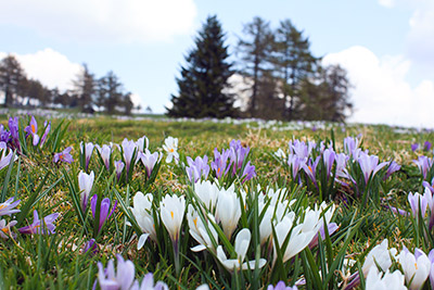 Die Krokusblüte am Möltner Joch