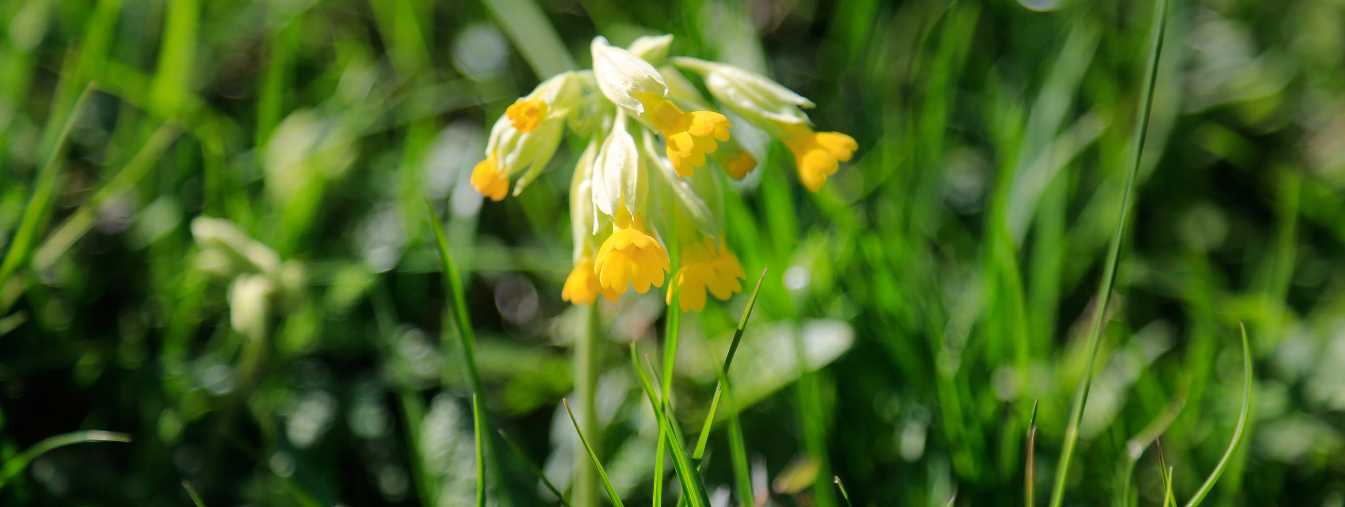 Frühlingsduft in Mölten am Tschöggelberg