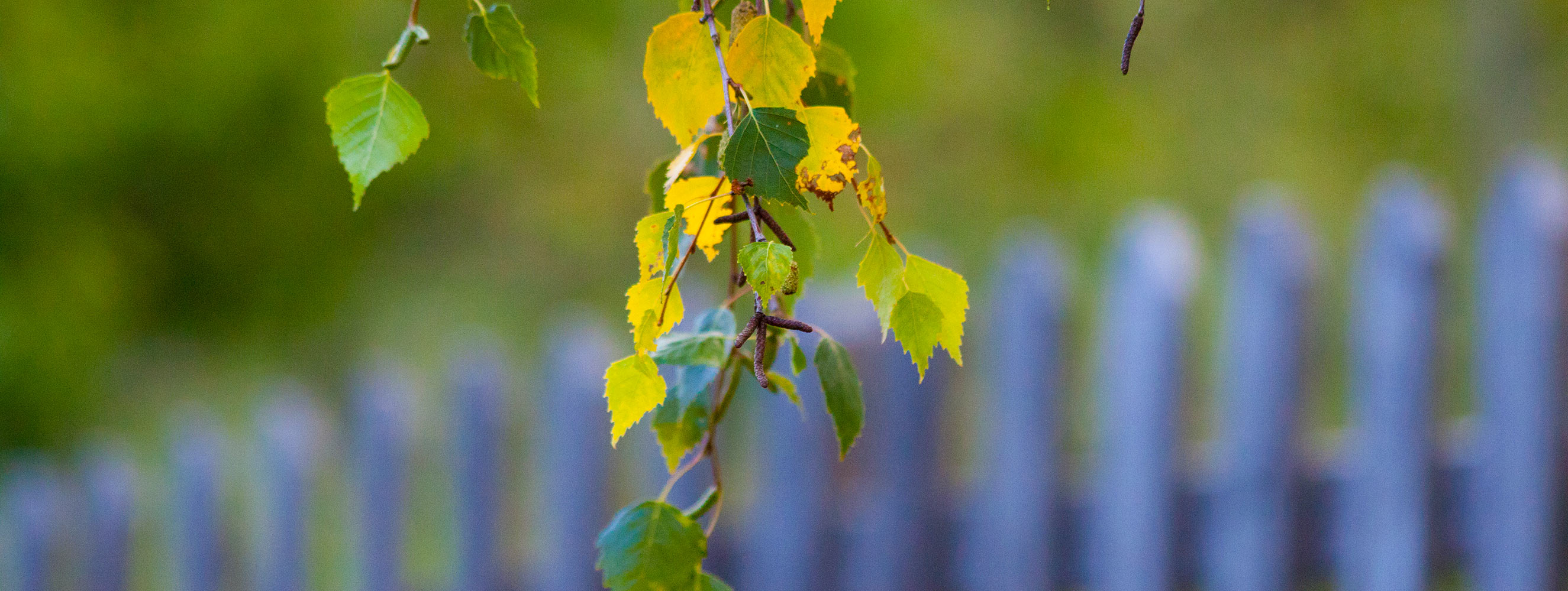 Herbstfarben in Mölten am Tschöggelberg