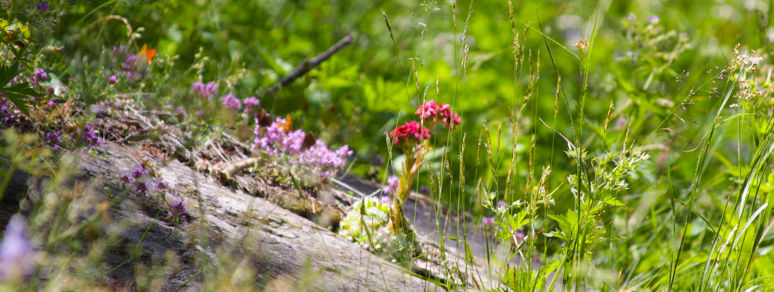 Sommersonne in Mölten am Tschöggelberg